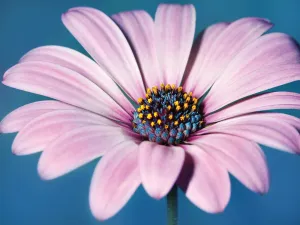 Daisy Blues