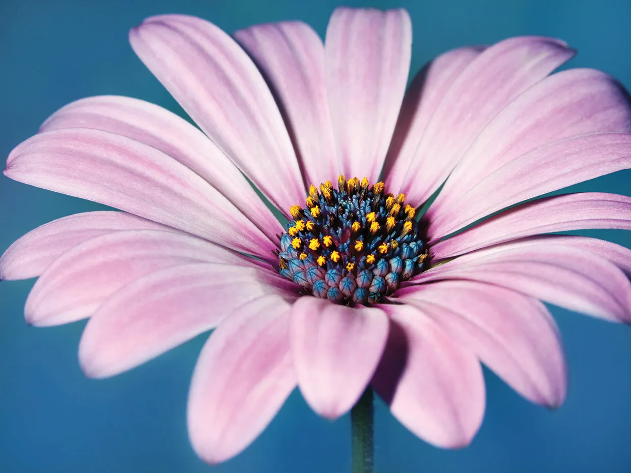 Daisy Blues